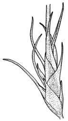 Dicranoweisia antarctica, perichaetium, moist. Drawn from A.J. Fife 5486, CHR 104170, and J. Lewinsky 1277, CHR 351651.
 Image: R.C. Wagstaff © Landcare Research 2018 CC BY 3.0 NZ